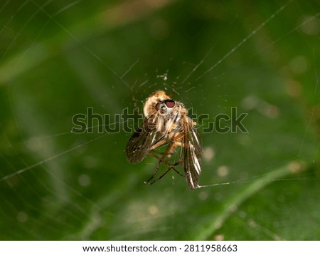 Dead Fly Trapped in Spider Web - Garden Spider Feeding Scene in Nature. High quality photo
