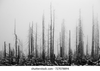 Dead forest.