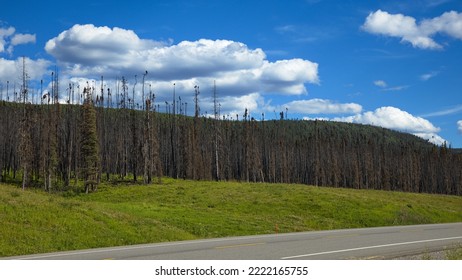 Dead Forest At Alaska Highway In British Columbia,Canada,North America
