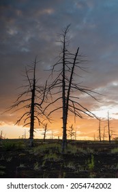 Dead Forest On The Slope Of Tolbachik Volcano