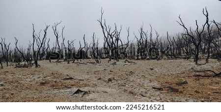 dead forest at Papandayan Mountain West Java Indonesia