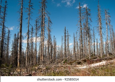 Dead forest in Ploeckenstein, Germany