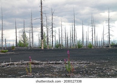 The Dead Forest of Tolbachik. The result of eruptions of the Tolbachik volcanic complex in the Kamchatka peninsula of the Russian Far East region. Dried poplar and birch trees and fireweed