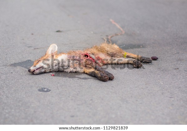 Dead fox with guts out on\
asphalt road after car accident. Fox was run over while crossing\
the street