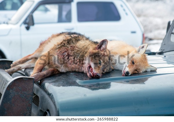 Dead
foxes after the hunt in the woods on a car
hood