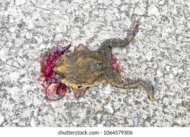 Dead frog isolate on background close up