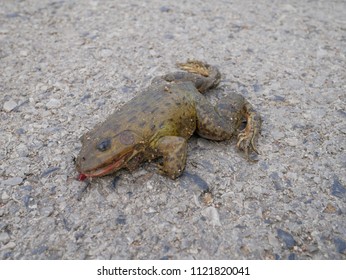 dead, frog, white, nature, road, ground, accident, background, closeup, outdoor, animal, life, body, environment, wildlife, street, flat, toad, color, die, ants, red, summer, texture, food, natural, m