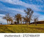 Dead fruit trees on a tree plot in winter