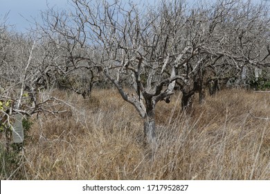 Dead Garden, Withered Trees. Abandoned Fruit Tree Plantation. Drought, Crop Failure. Global Warming, Climate Change And Environmental Issues Affect Agriculture.