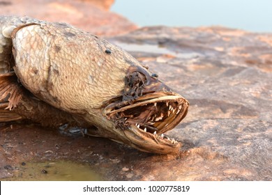 117 Smelly fresh water fish Images, Stock Photos & Vectors | Shutterstock