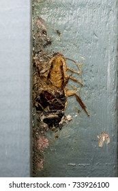 A Dead Gisborne Cockroach (Drymaplaneta Semivitta) Which Has Been Flattened By A Closing Door In Rotorua, New Zealand.