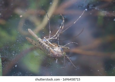 Dead Gnat In The Water