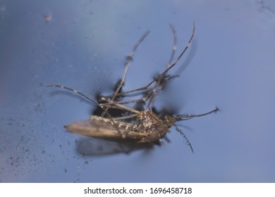 Dead Gnat In The Water