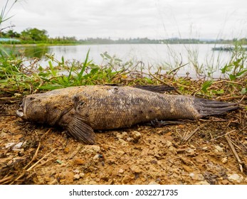 Dead Goby On The Ground ,water Pond Is Background