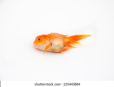 Dead Goldfish Images Stock Photos Vectors Shutterstock