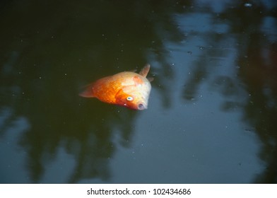 Dead Goldfish