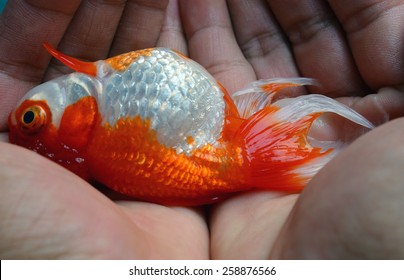 Dead Goldfish