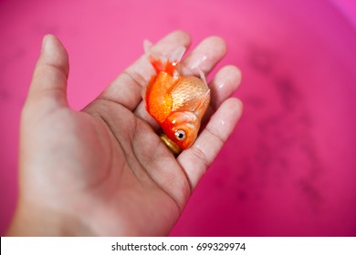 Dead Goldfish