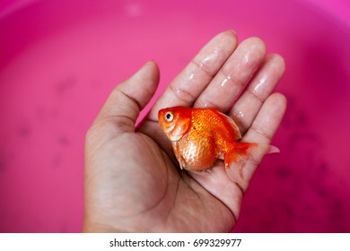 Dead Goldfish