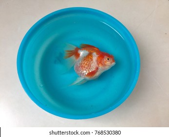 Dead goldfish in blue plastic bowl.