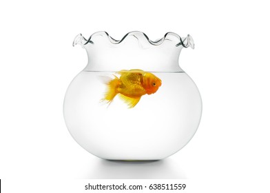 Dead Goldfish In A Bowl 