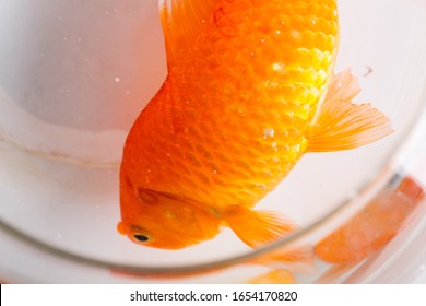 A Dead Goldfish In The Fish Tank