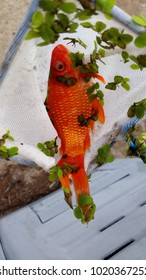 Dead Goldfish In Net