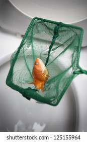 Dead Goldfish In Net Over Toilet Bowl