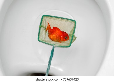 Dead Goldfish In Net Over Toilet Bowl.