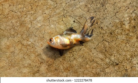 Dead Goldfish On The Floor