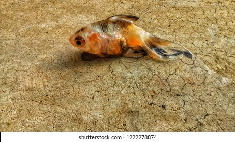 Dead Goldfish On The Floor