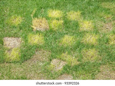 Dead Grass In A Field