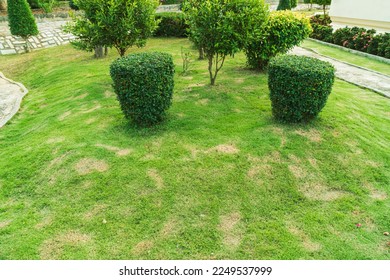 Dead grass of the nature background. a patch is caused by the destruction of fungus. Rhizoctonia Solani grass leaf change from green to dead brown in a circle lawn texture background dead dry grass.