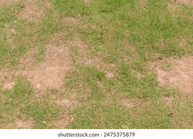 Dead grass of the nature background. a patch is caused by the destruction of fungus. Rhizoctonia Solani grass leaf change from green to dead brown in a circle lawn texture background dead dry grass.