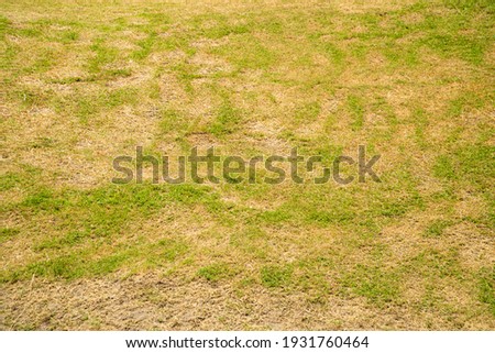 Dead grass of the nature background. a patch is caused by the destruction of fungus. Rhizoctonia Solani grass leaf change from green to dead brown in a circle lawn texture background dead dry grass.