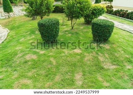 Dead grass of the nature background. a patch is caused by the destruction of fungus. Rhizoctonia Solani grass leaf change from green to dead brown in a circle lawn texture background dead dry grass.