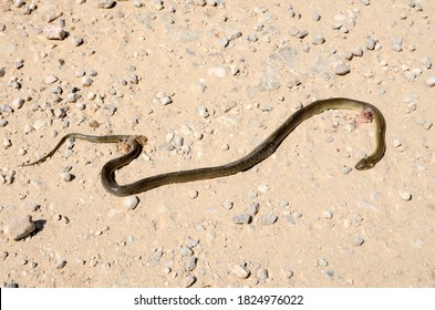 Killing Snake Images Stock Photos Vectors Shutterstock