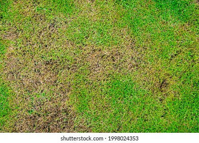 Dead Grass Top View Of The Nature Background. Texture Of Green And Brown Patch. Grass Texture The Lack Of Lawn Care And Maintenance Until The Damage Pests Fungus And Disease Field In Bad Condition.