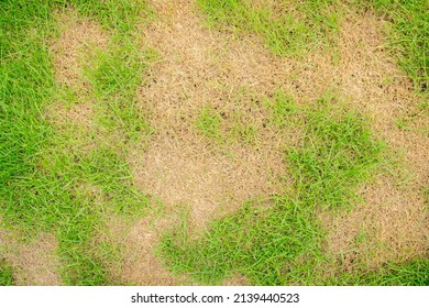 Dead grass top view of the nature background. texture of Green and brown patch. grass texture the lack of lawn care and maintenance until the damage pests fungus and disease field in bad condition.