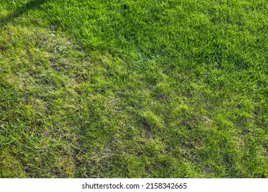 Dead Grass Top View Of The Nature Background. Texture Of Green And Brown Patch. Grass Texture The Lack Of Lawn Care And Maintenance Until The Damage Pests Fungus And Disease Field In Bad Condition.