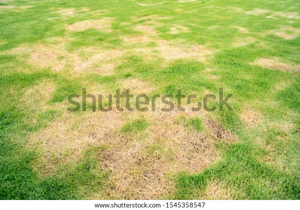 Dead grass top view of the nature background.\
texture of Green and brown patch. grass texture the lack of lawn\
care and maintenance until the damage pests fungus and disease\
field in bad condition.