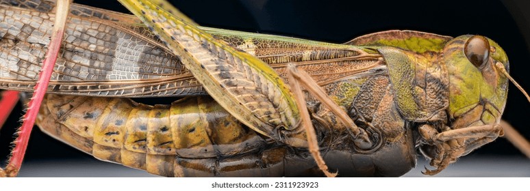 it is a dead grasshopper body side view. All the details of insect body are clearly visible. Photo clicked on 28th May 2023 at Uttar Pradesh state India. picture is also helpful for research work.