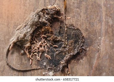 Dead Gray And White Mouse With Maggots In Body Of Mouse On Wooden Ground.