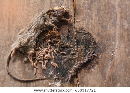 Dead gray and white mouse with maggots in body of mouse on wooden ground.
