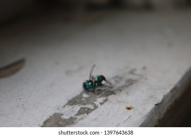 Black Fly House Images Stock Photos Vectors Shutterstock