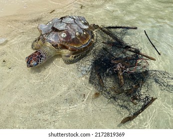 Dead green sea turtle, bundled in fishing net.Old fishing net killing sea animals. Sea creatures suffered from pollution in the sea.Global warming ,preserve the environment. Climate change.Sad story. - Shutterstock ID 2172819369