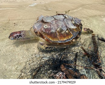 Dead Green Sea Turtle, Bundled In Fishing Net.Old Fishing Net Killing Sea Animals. Sea Creatures Suffered From Pollution In The Sea.Global Warming ,preserve The Environment. Climate Change.Sad Story.