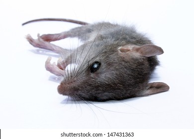 A dead grey house or field mouse AKA Mus musculus. The common mouse, one of the most numerous species of the genus Mus. 