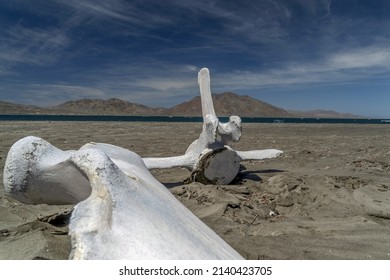 Dead Grey Whale Bones On The Beach