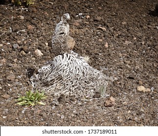 dead Haleakala Silverswords Plant hawaii usa - Powered by Shutterstock